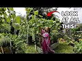 The Garden Is Growing Like Crazy Everything FLOURISHING in My Summer Garden Garden Tour Part 2
