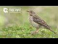 Download Lagu Tree Pipit Song