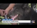 Dog days of summer arrive at Zona Rosa to help KC Pet Project