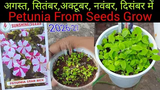 Petunia को बीज से कैसे उगाएं | How To Grow Petunia From Seeds | Petunia Seeds Sowing / Germination