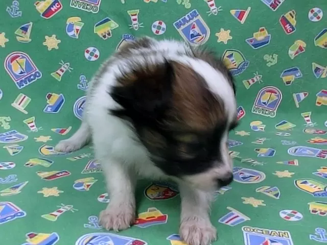 動画