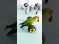 Download Lagu burung naik sepeda lucu
