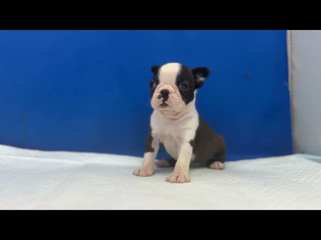 動画
