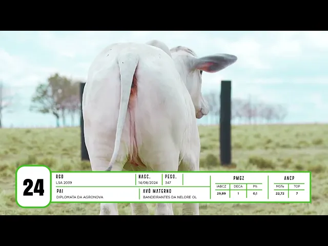 Novilha Nelore LSA - 2039