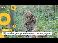 Download Lagu Wilde jaguar Qaramta krijgt hulp met paren