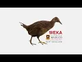 Removing Attribute In Weka By Using Iris Dataset