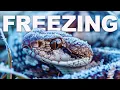 Coldest Winter In 30 Years Puts Florida s Pythons In Fatal Position Python Hunters Real Wild