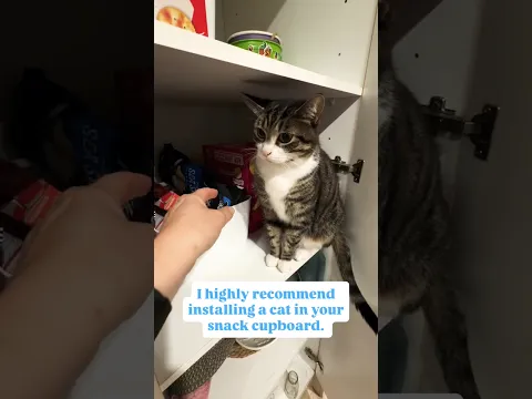 Install a cat in your snack cupboard 😭#weightlosstips