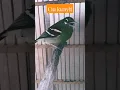 Download Lagu 𝐜𝐢𝐩𝐨𝐡 𝐣𝐚𝐧𝐭𝐮𝐧𝐠#birds #kicaumania #birds #burungkicau #burungterbaik #burungindonesia