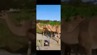 دبرارت خالد مسلم سكرون المهري مهداه من مسلم بر رامس ٢٠٢٢ 