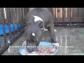 how to feed your new blueline american bully