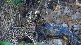 The mighty jaguar of the Pantanal, Brazil struggles with large caiman