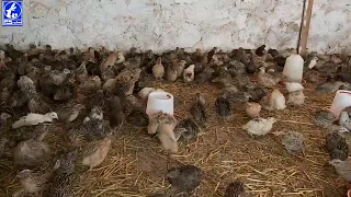 نصائح أولية في تربية السمان 