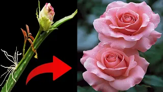 Aloe Vera Creates a STUNNING Rose MASTERPIECE