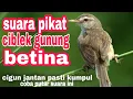 Download Lagu suara pikat ciblek gunung betina asli suara alam
