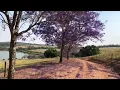Download Lagu Caroba   Jacaranda cuspidifolia