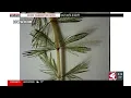 Invasive plant found again in West Lake Okoboji canal system
