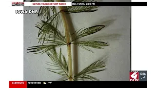 Invasive plant found again in West Lake Okoboji canal system