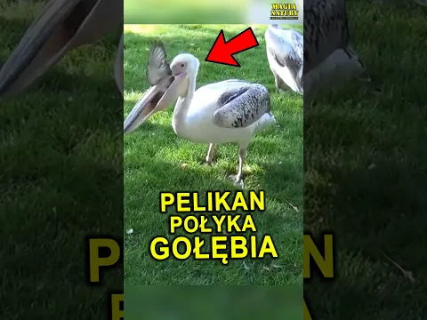 Pelikany Pożerające Gołębie
