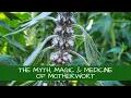 The Myth Magic and Medicine of Motherwort Leonurus cardiaca