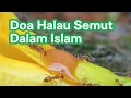Doa Halau Semut Dalam Islam | Nabi Sulaiman