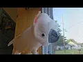 Download Lagu A Cockatoo,  A Rooster 🐓 \u0026 A Walker ??