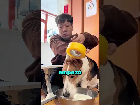 Las Orejas Más Tiernas Del Mundo 🐕❤️🐧