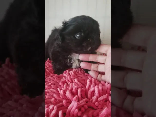 動画