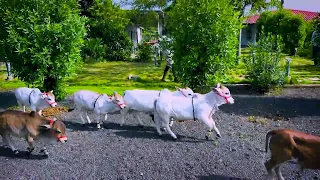 A casual walk with smallest cows | Nadipathy Breed