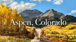 Nothing more beautiful than ASPEN in the fall Trip to COLORADO with My DOG Autumn colors