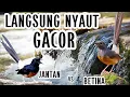 Download Lagu MEMANCING JANTAN DAN BETINA CEPAT KAWIN #kicaumania