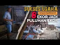 Download Lagu PENJAGA CAFE INI SUKSES TERNAK ENTOK ! Sasar Semua Segmen Pembibitan Pembesaran \u0026 Kontes