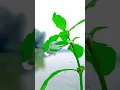 Download Lagu #how #hows #comedy #hphasan #youtubeshorts #flowers #plants #haw #funny