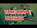Download Lagu CARA PIKAT SEMUA JENIS BURUNG KECIL MENGGUNAKAN SUARA part.1