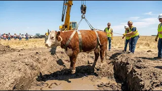 Farmer's snake #Winter rescue of a cow from a pit with snakes. Farmer girl milking cows