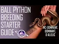 Ball Python Breeding Starter Guide Incomplete Dominant Dominant Genetics
