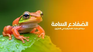 الضفادع السامة حياة البرمائيات الاستوائية في أدغال الأمازون المطيرة   كويست عربية               دندنها
