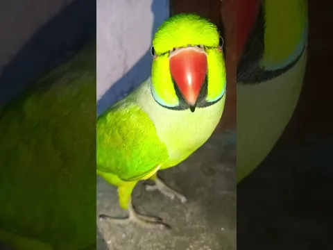 Kari kajarari Nayan #bhojpuri #song #viral #funny #shorts #cute #birds#please_subscribe_my_channel🙏🙏