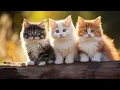 Download Lagu relaxing music |   relaxing music sleep rain         #lagutidur #music #kucing 