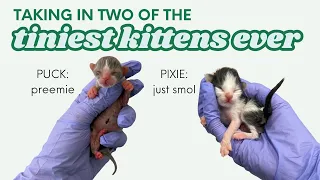 We took in two of the TINIEST kittens I've ever seen!
