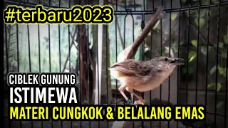 ciblek gunung isian cucak cungkok dan belalang emas