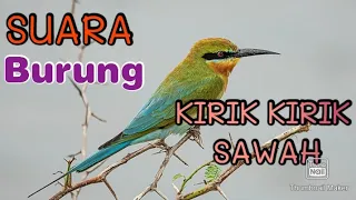 Download SUARA BURUNG KIRIK KIRIK SAWAH MP3