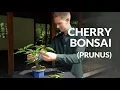 Cherry Bonsai care Prunus Sakura