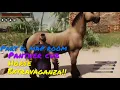 Conan Exiles - Part 6 Map room Panther cub horse extravaganza