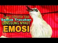 Lagu Suara Burung Trucukan Gacor Memanggil Lawan Pancingan Trucukan Betina Memanggil Jantan Agar Bunyi