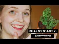 Download Lagu Pflanzenpflege 1x1: Juwelorchidee / Ludisia discolor - Pflege, Standort, Überwinterung und mehr!