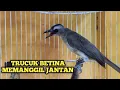Lagu PASTI NYAUT || PANCINGAN SUARA TRUCUKAN BETINA MEMANGGIL JANTAN