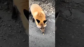 شاهد مكر الثعالب Dimmi Prado On IG  شاهد مكر الثعالب Dimmi Prado On IG