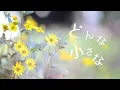 「どんな小さな」wacci フルカバー (Annie's Date) 歌詞付き｜ドラマ『放課後カルテ』主題歌