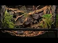 The Ultimate Leopard Gecko Vivarium